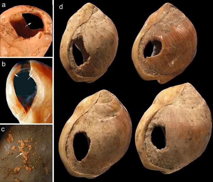 Perforated Nassarius shell beads from Blombos Cave, South Africa, about 75,000 years old