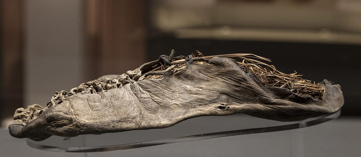 Side view of a dark, wrinkled one-piece leather shoe with grass sticking out of the opening, displayed on a clear stand